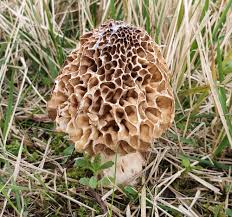 Attēlu rezultāti vaicājumam “Melanospora lagenaria”