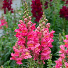 Attēlu rezultāti vaicājumam “Antirrhinum majus”