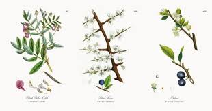 Attēlu rezultāti vaicājumam “Lathyrus niger”