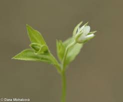 Attēlu rezultāti vaicājumam “Moehringia trinervia bud”