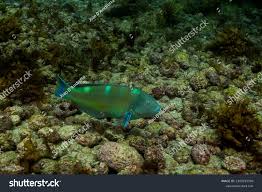 Image result for Halichoeres radiatus