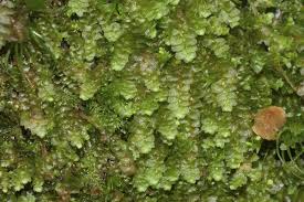 Attēlu rezultāti vaicājumam “Calypogeia sphagnicola”