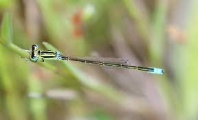 Attēlu rezultāti vaicājumam “Ischnura pumilio”