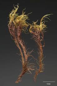 Attēlu rezultāti vaicājumam “Campylopus pyriformis”