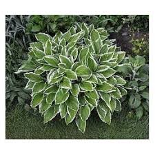 Image result for Hosta fortunei albomarginata