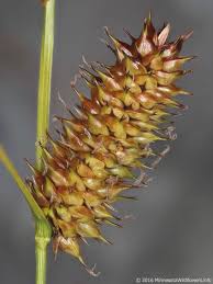 Attēlu rezultāti vaicājumam “Carex rostrata”