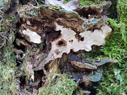 Attēlu rezultāti vaicājumam “Heterobasidion parviporum”