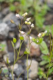 Attēlu rezultāti vaicājumam “Erophila verna flower”