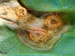 Attēlu rezultāti vaicājumam “Puccinia sessilis”