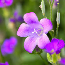 Attēlu rezultāti vaicājumam “Viola riviniana flower”