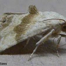 Attēlu rezultāti vaicājumam “Badhamia bethelii”