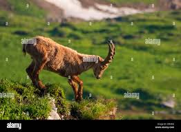 Attēlu rezultāti vaicājumam “Capra juvenile”
