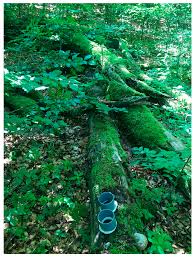 Image result for Wood Green A F S Association