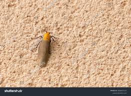 Attēlu rezultāti vaicājumam “Lithosia quadra”