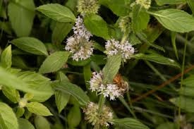 Attēlu rezultāti vaicājumam “Mentha arvensis leaf”