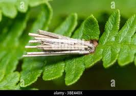 Attēlu rezultāti vaicājumam “Psyche casta larva”