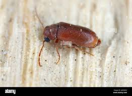 Attēlu rezultāti vaicājumam “Anobiidae”