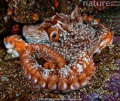 Image result for Enteroctopus dofleini