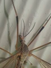 Attēlu rezultāti vaicājumam “Dictenidia bimaculata male”