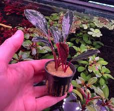 Risultati immagini per bucephalandra pinoh red stem