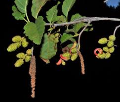 Attēlu rezultāti vaicājumam “Alnus”