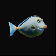 Image result for Naso lituratus