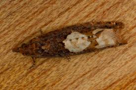 Attēlu rezultāti vaicājumam “Epinotia trigonella”