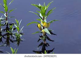 Attēlu rezultāti vaicājumam “Lysimachia thyrsiflora flower”