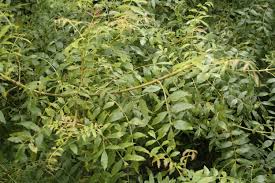 Attēlu rezultāti vaicājumam “Fraxinus excelsior Pendula”