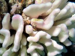 Attēlu rezultāti vaicājumam “Comatricha meandrispora”