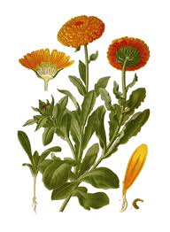 Attēlu rezultāti vaicājumam “Calendula officinalis leaf”