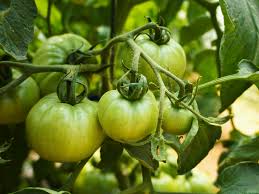 Image result for Tomate