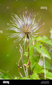 Attēlu rezultāti vaicājumam “Clematis fruit”
