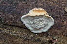 Attēlu rezultāti vaicājumam “Postia leucomallella”