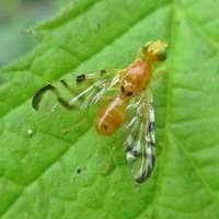 Attēlu rezultāti vaicājumam “Sciara analis”