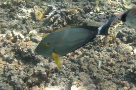Image result for Acanthurus xanthopterus