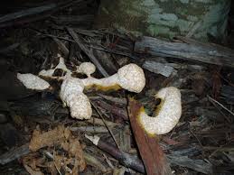 Attēlu rezultāti vaicājumam “Fuligo septica cf. rufa”