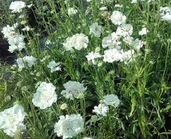 Image result for scabiosa caucasica