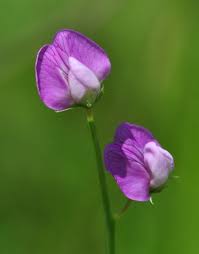 Attēlu rezultāti vaicājumam “Lathyrus palustris bud”