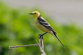 Attēlu rezultāti vaicājumam “Motacilla citreola”