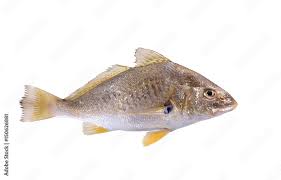 Image result for Micropogonias undulatus