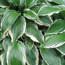 Image result for Hosta fortunei albomarginata