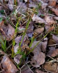 Attēlu rezultāti vaicājumam “Luzula pilosa flower”