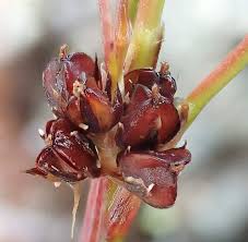 Attēlu rezultāti vaicājumam “Juncus bulbosus fruit”