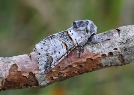 Attēlu rezultāti vaicājumam “Furcula bifida”