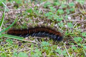 Attēlu rezultāti vaicājumam “Macrothylacia rubi larva”