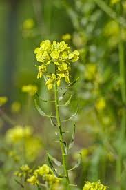 Attēlu rezultāti vaicājumam “Sinapis alba flower”