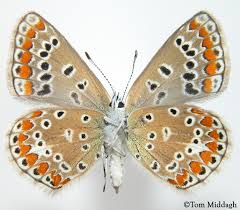 Attēlu rezultāti vaicājumam “Polyommatus icarus female”