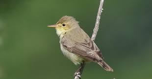 Image result for Hippolais polyglotta