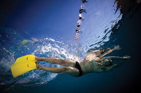 Image result for Swansea Finswimming Club